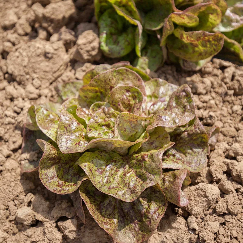 erfgoedzaden-sla-biologisch-seeds-of-regeneration