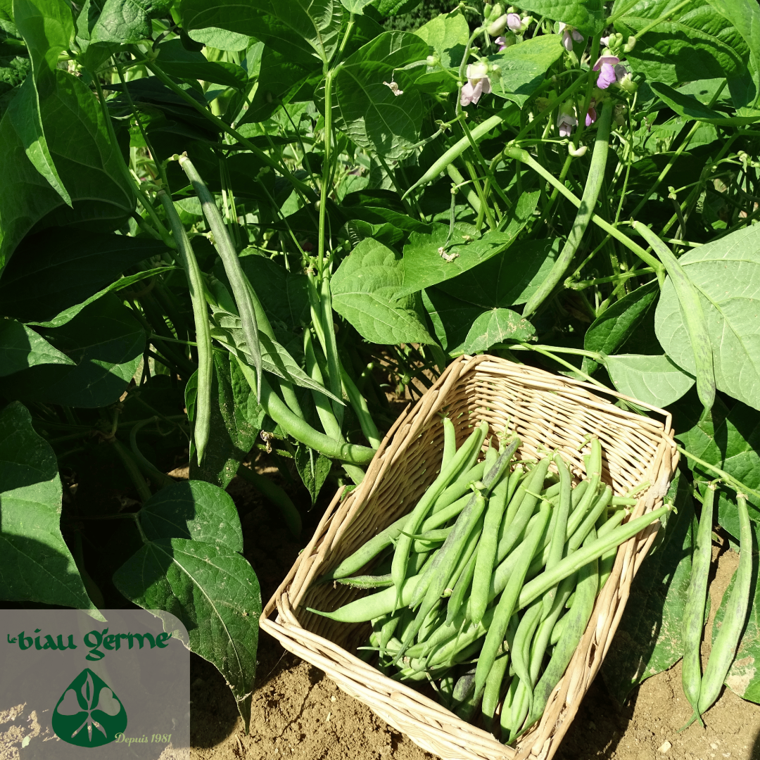 Stamslaboonplanten Triomphe de Farcy in volle productie in de zomermoestuin