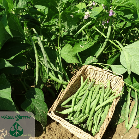 Stamslaboonplanten Triomphe de Farcy in volle productie in de zomermoestuin
