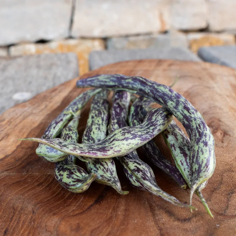 stokslaboon-biologisch-zaden-oud-ras-seedsofregeneration
