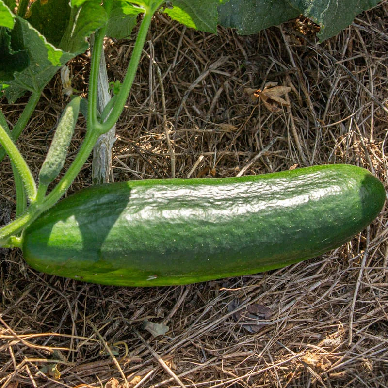 biologisch-erfgoedzaden-komkommer-moestuin-seeds-of-regeneration