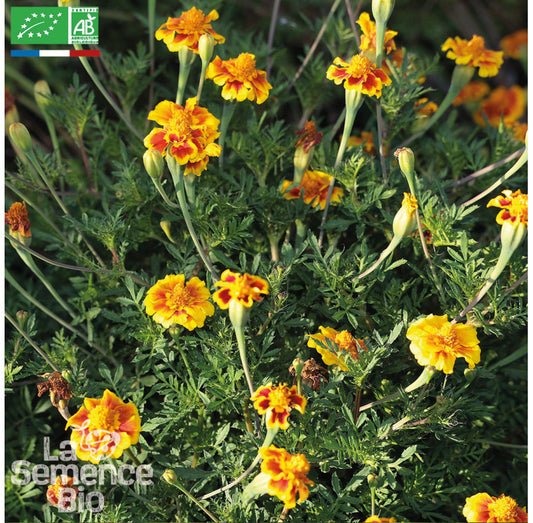 eetbare bloem - afrikaantjes