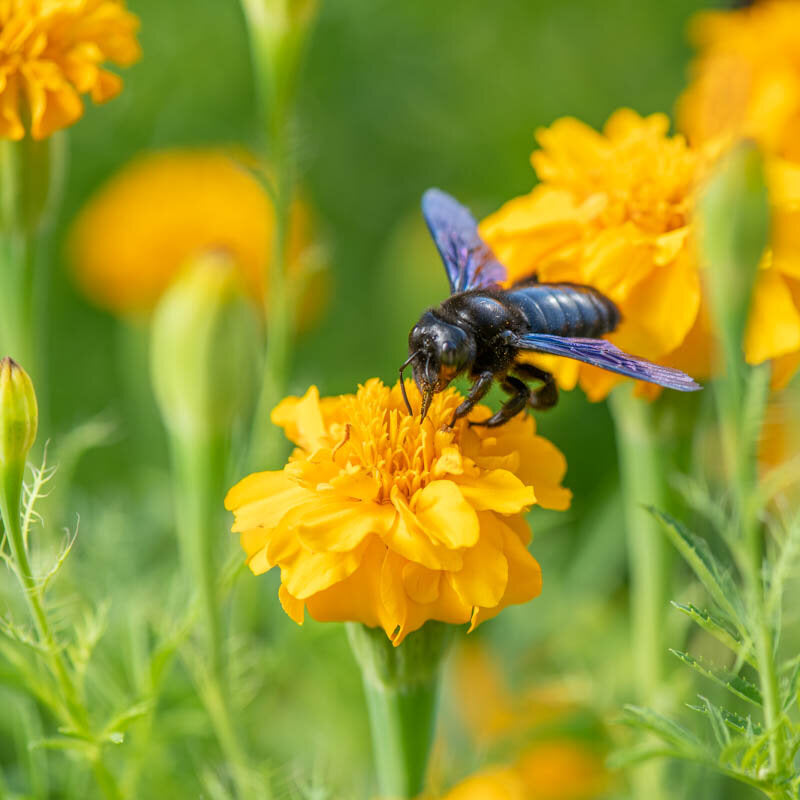 afrikaanjes eetbaar bloem
