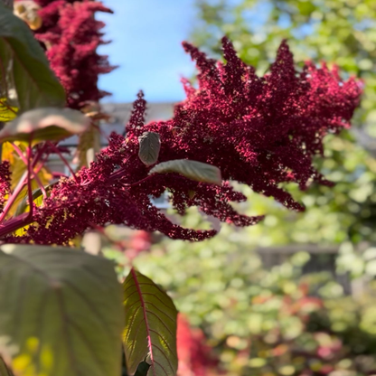 bloemen amarant rood - biologisch zaden