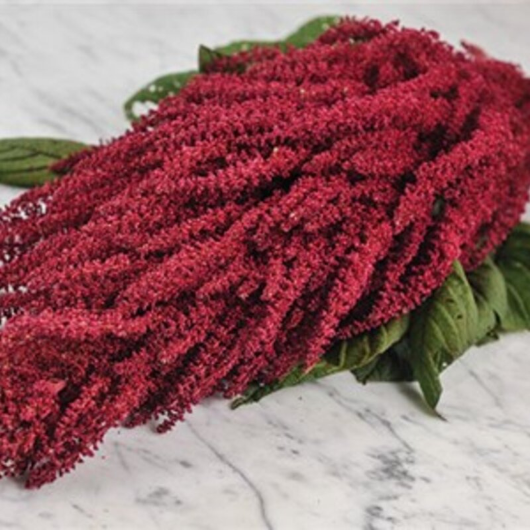 amarant bloemen - biologisch tuineren