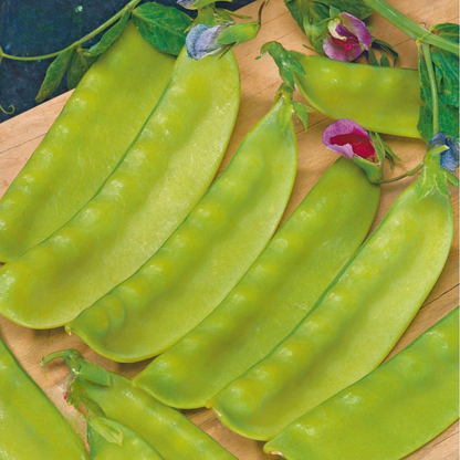 Stokpeul Ambrosia | Biologische erfgoedzaden | Oud Ras