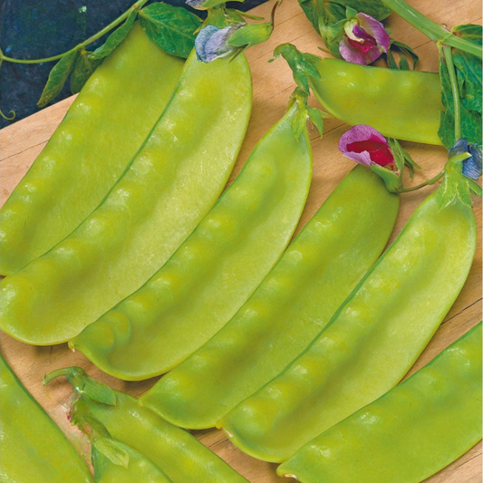 Stokpeul Ambrosia | Biologische erfgoedzaden | Oud Ras