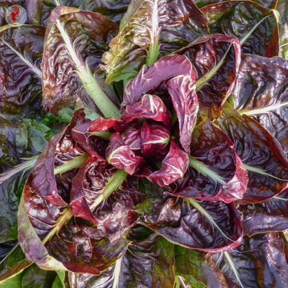Zaden van Radicchio rouge de verone op houten ondergrond — Seeds of Regeneration