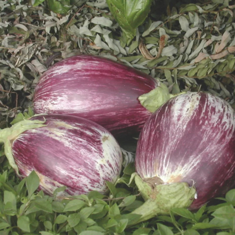 Doorgesneden Listada de Gandia aubergine met romig vruchtvlees — Seeds of Regeneration