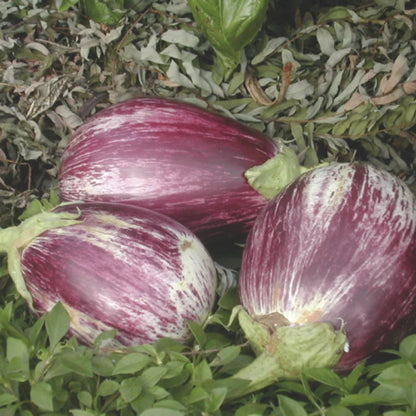 Doorgesneden Listada de Gandia aubergine met romig vruchtvlees — Seeds of Regeneration