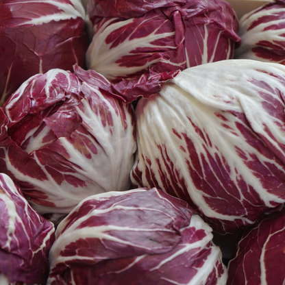 Radichio rouge de verone - biologisch zaden
