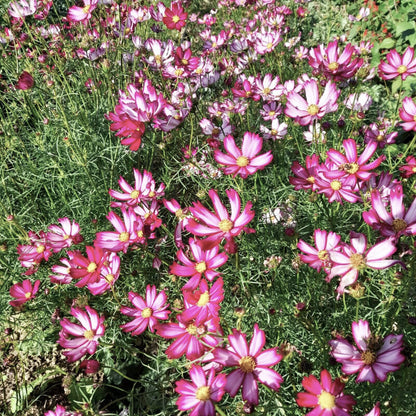 bloemen tuin - biologisch