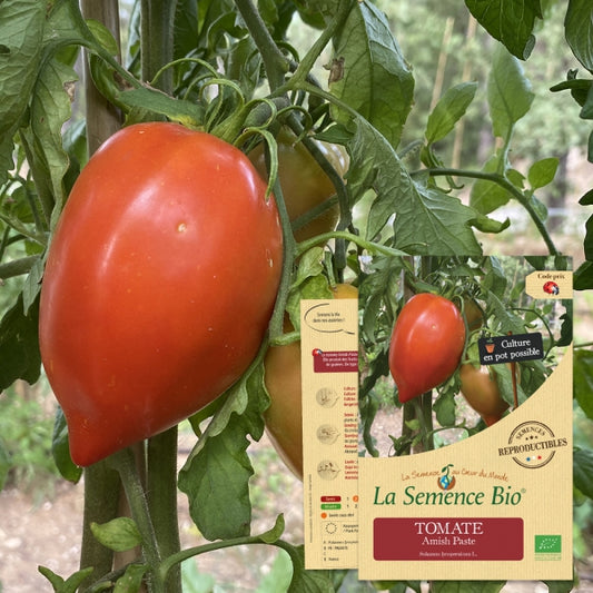 Tomaat "Amish Paste" | Biologische erfgoedzaden | Oud Ras