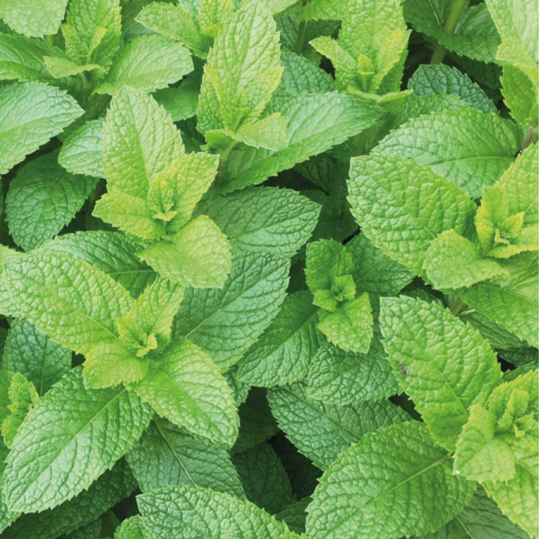 biologisch zaden munt - tuineren 