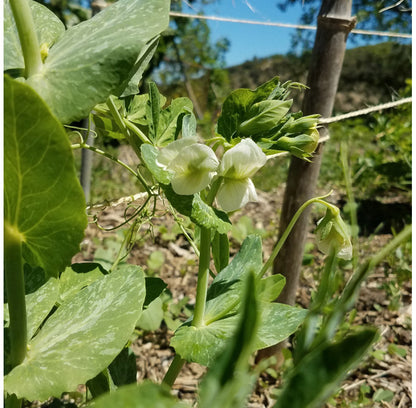 Stokpeul Ambrosia | Biologische erfgoedzaden | Oud Ras