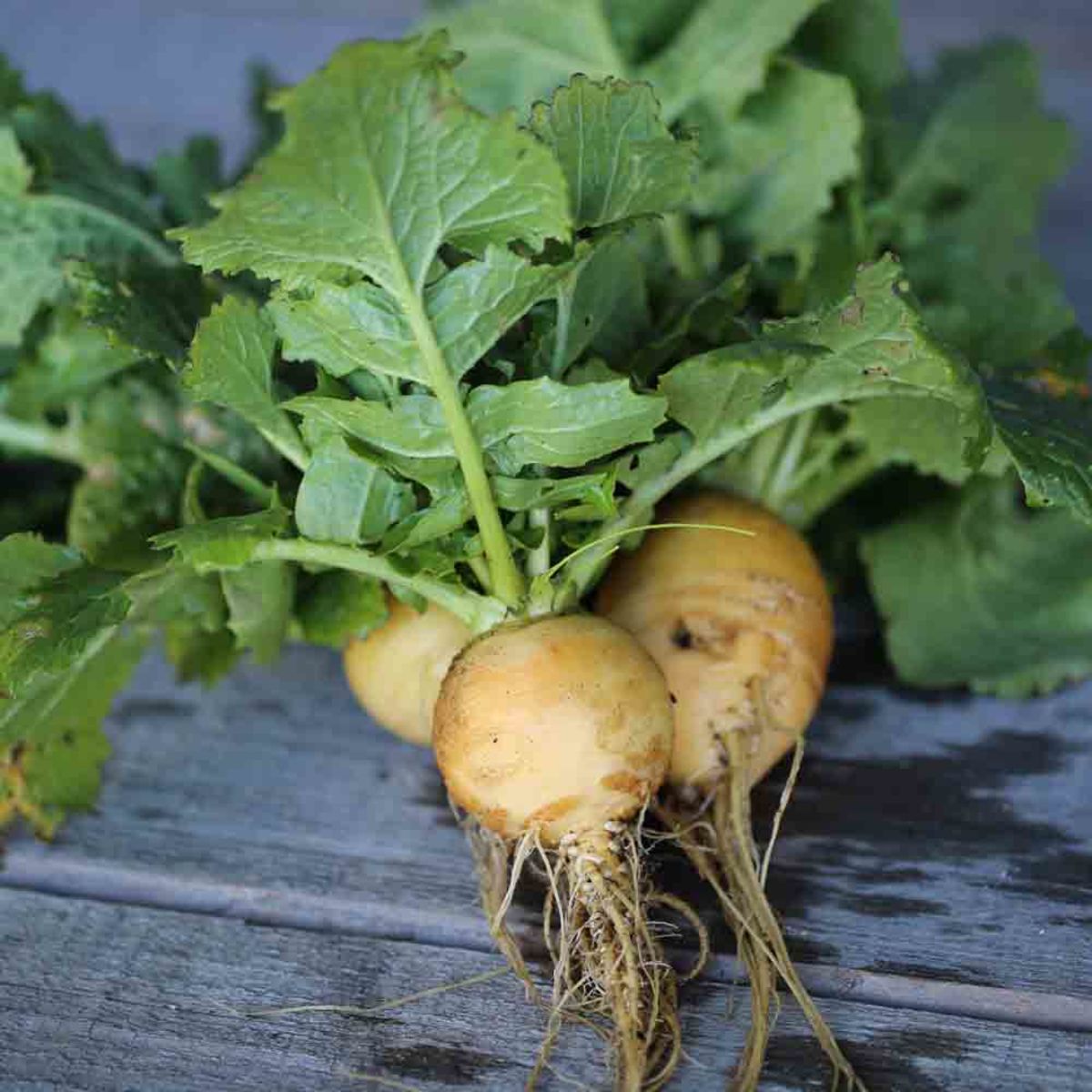 Biologisch zaad van raap - Oude rassen - Seeds of eregeneration