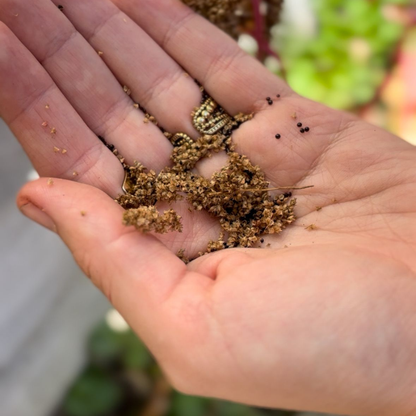 biologisch zaden - bloemen - amrant