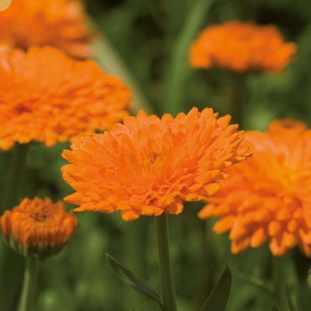 goudsbloem in de tuin - biologisch tuineren
