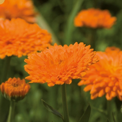 goudsbloem in de tuin - biologisch tuineren