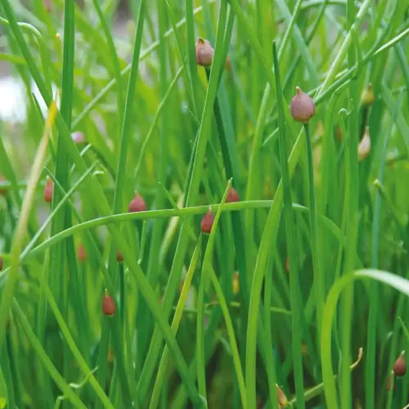 biologisch kruid - bieslook