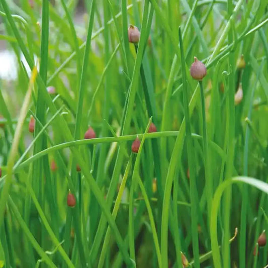 biologisch kruid - bieslook