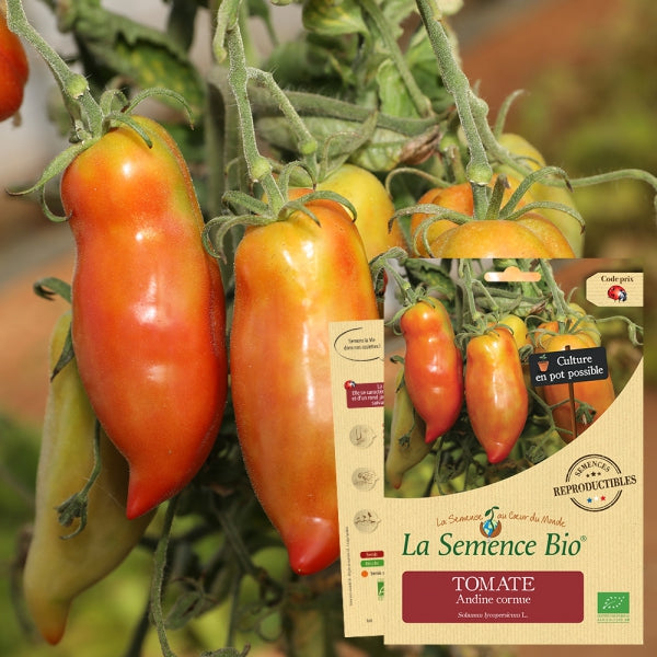 erfgoedzaden-biologisch-tomato-andine cornue- seeds of regeneration