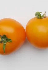 Tomaat Zonneschijn plant in volle grond – robuuste rechtopstaande groei met rijpende goudgele tomaten