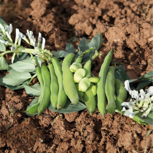 tuinbonen biologisch - tuineren