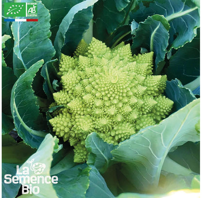 Bloemkool “Romanesco” | Biologische erfgoedzaden | Oud Ras
