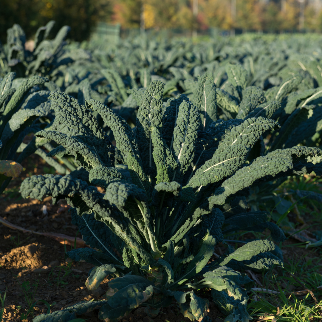Cavolo Nero palmkool — smalle donkerblauwgroene bladeren van 60–80 cm, Toscaans erfgoedras