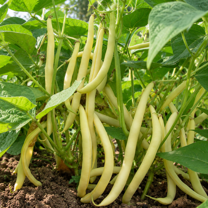 Goudgele peulen van de Rocbrun boterboon aan de plant