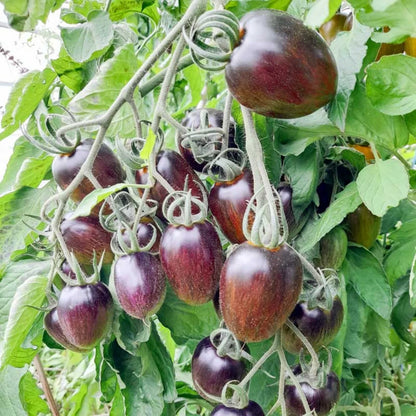 Tomaat 'Brad's Atomic Grape' – spitse gestreepte cherrytomaat