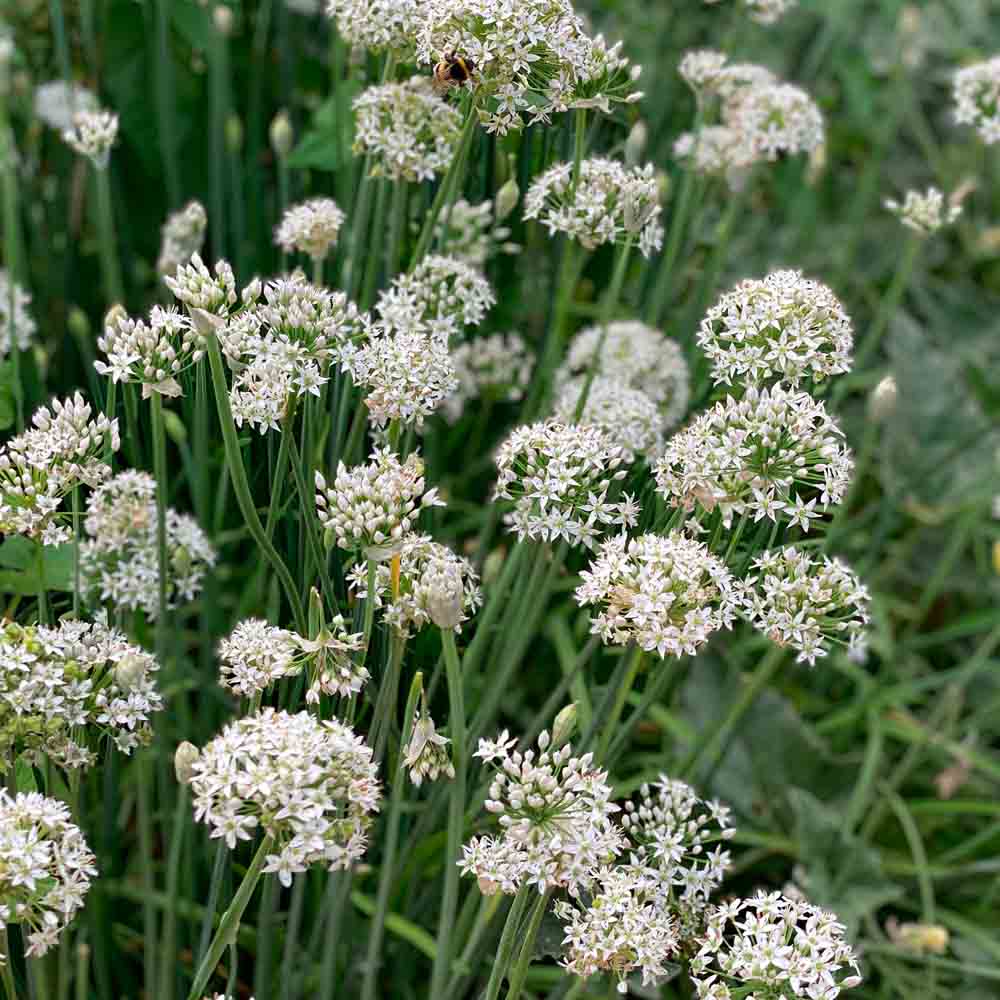 Chinese bieslook Allium tuberosum — platte lichtgroene bladeren in pol, knoflookbieslook