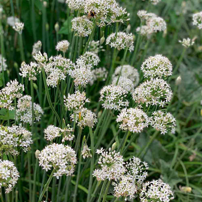 Chinese bieslook Allium tuberosum — platte lichtgroene bladeren in pol, knoflookbieslook