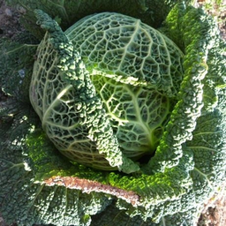 Savooiekool Winter Koning | Biologische erfgoedzaden | Oud Ras