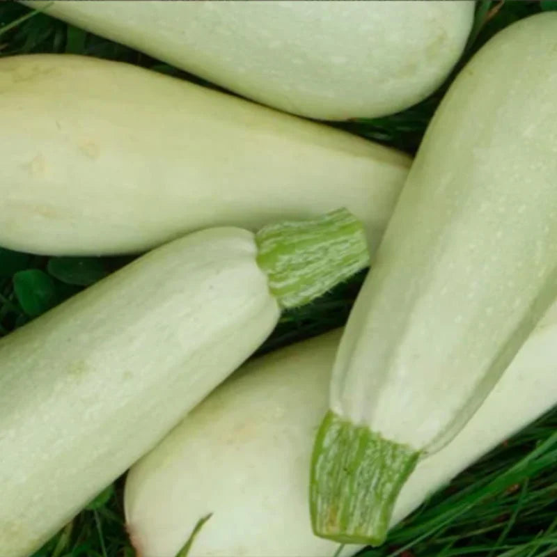 biologisch-courgette-erfgoedzaden-seeds-of-regeneration