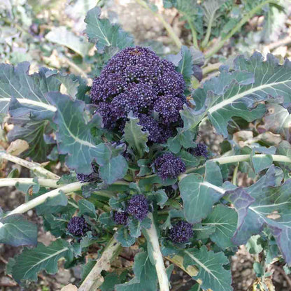 Brocolli "Early Sprouting Purple " | Biologische erfgoedzaden | Oud Ras