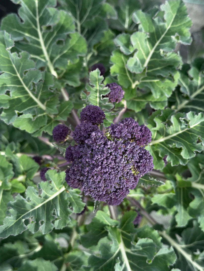 Brocolli "Early Sprouting Purple " | Biologische erfgoedzaden | Oud Ras