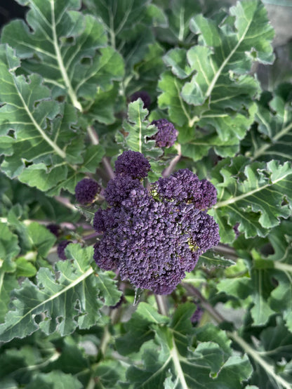 Brocolli "Early Sprouting Purple " | Biologische erfgoedzaden | Oud Ras