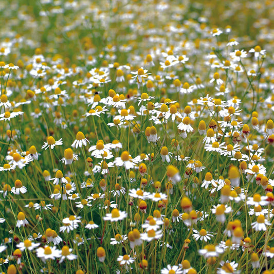 echte kamille - moestuin - perfect voor thee