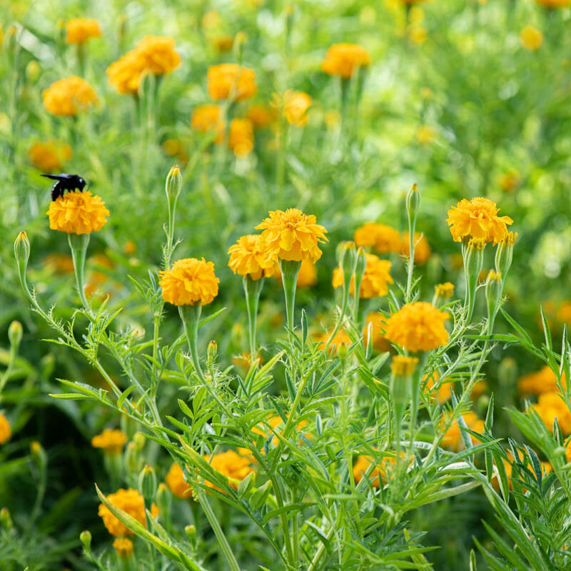 eetbaar bloem- moestuin - afrikaantjes
