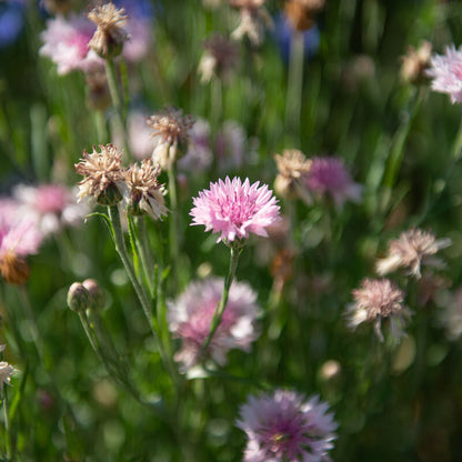 Korenbloem Mix - Eetbaar bloem | Biologische erfgoedzaden | Oud Ras