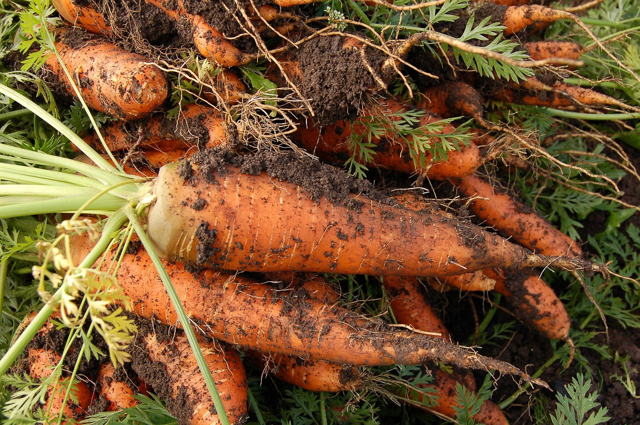 biologisch oude rassen zaden - wortel - colmar coeur rouge - seeds of regeneration
