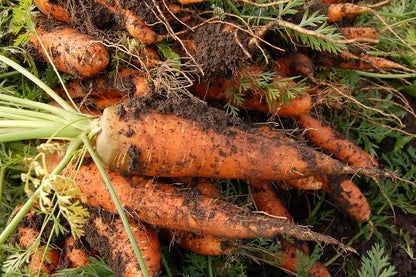 biologisch oude rassen zaden - wortel - colmar coeur rouge - seeds of regeneration