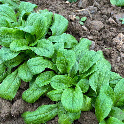 Veldsla "A Grosses Graines"| Biologische erfgoedzaden | Oud Ras