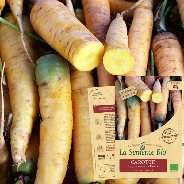 Wortel "Jaune du Doubs"| Biologische erfgoedzaden | Oud Ras
