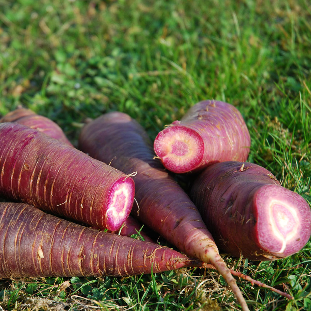biologisch erfgoedzaden - wortel - gniff pars - seeds of regeneration