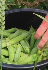 Doperwt Het Wonder van Scheemda | Biologische erfgoedzaden | Oud Ras