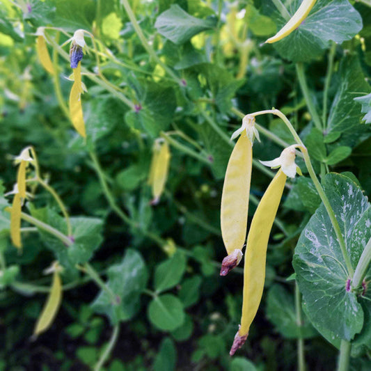Golden Sweet Gele Peultjes | Klimmende Peulerwt Biologische Zaden
