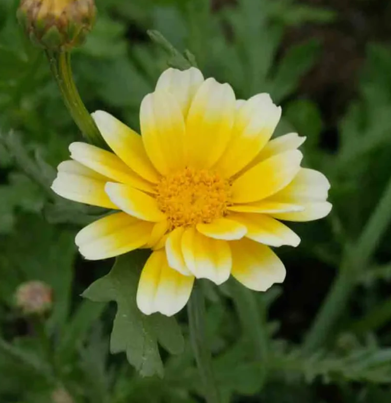 eetbar bloem - geel chrysant